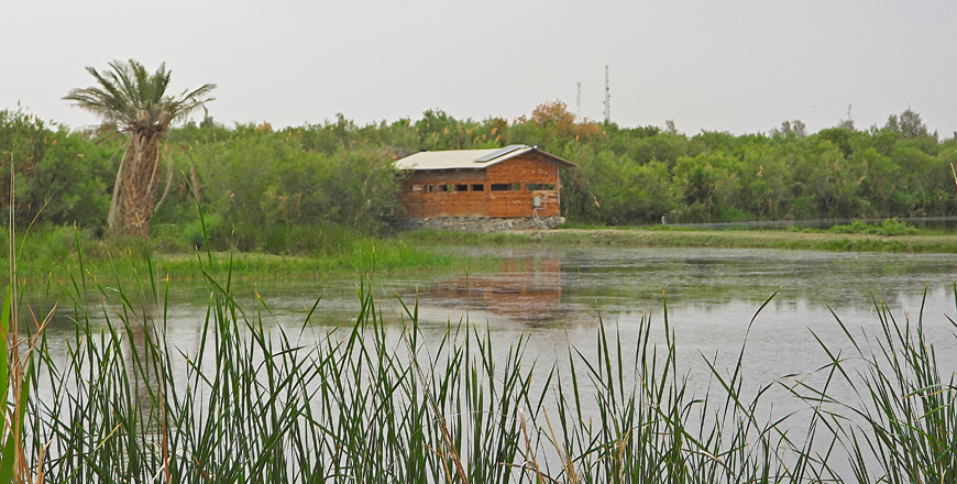 The Azraq Wetlands, a rare oasis in Jordan’s desert, face an uncertain future as water shortages continue to threaten its ecosystem (Photo courtesy of Azraq Wetlands Reserve)