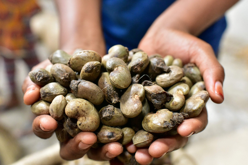   This file photo, taken on May 12, 2016, shows raw cashew nuts being checked at a warehouse ahead of being prepared for sale in Abidjan (AFP photo)