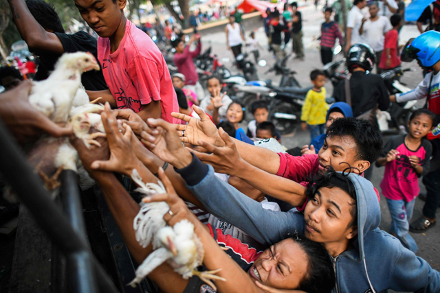 Quake survivors scuffle to get live chickens being distributed from a police truck outside a makeshift camp in Palu in Indonesia’s Central Sulawesi onTuesday, after an earthquake and tsunami hit the area, on Friday   (AFP photo)