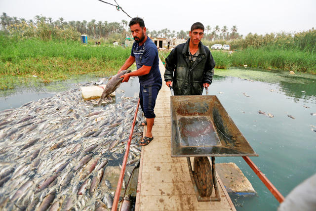 Workers remove floating dead fish in their farm at the Euphrates River in Mussayab district, Iraq, on Friday  (Reuters photo)