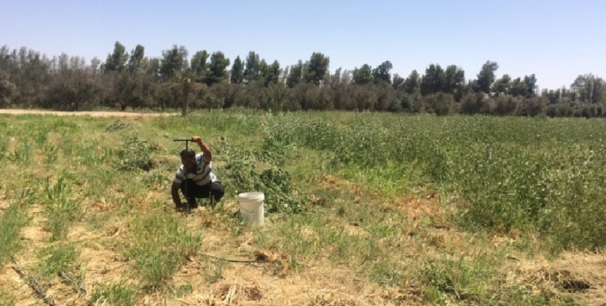 An Azraq farmer taking a soil sample after the implementation of the ‘sustainable package solution’ (Photo courtesy of MIRRA)