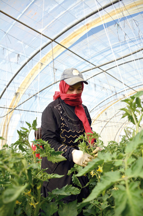 The rights of women in the agricultural sector are the ones ‘most violated’, said activists, who have been calling for the ‘just treatment’ of female workers (Photo by Amjad Ghsoun)