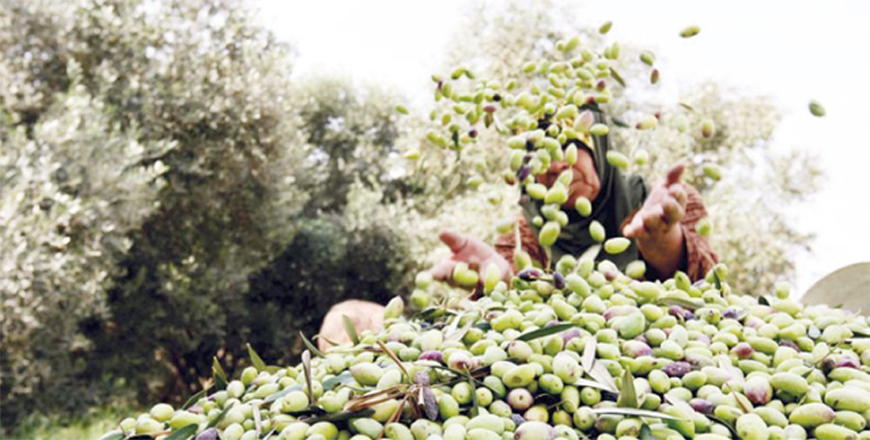 Experts predict a 30 per cent surge in the local olive oil production compared with the previous year’s harvest (JT file photo)