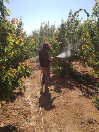 A farmer is seen working on a farm in Mafraq in this recent photo  (Photo courtesy of Hashim Abu Sido)