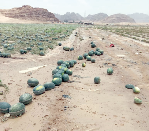 A view of a damaged watermelon farm following flash floods triggered by heavy rainfall in Wadi Rum on Monday (Photo courtesy of Mahmoud Oran)