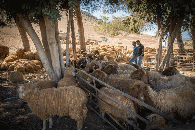 No sheep in Jordan were infected with foot and mouth disease, the Ministry of Agriculture confirmed (JT file photo)
