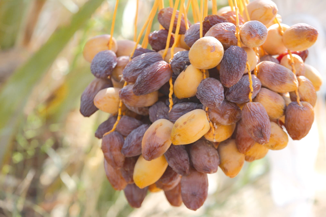 The Kingdom exports around 14,000 tonnes of dates to over 15 countries (Photos courtesy of the Jordanian Dates Association (JODA))
