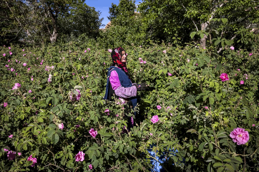 A worker harvests roses in a field in Morocco's central Tinghir Province (AFP file photo)