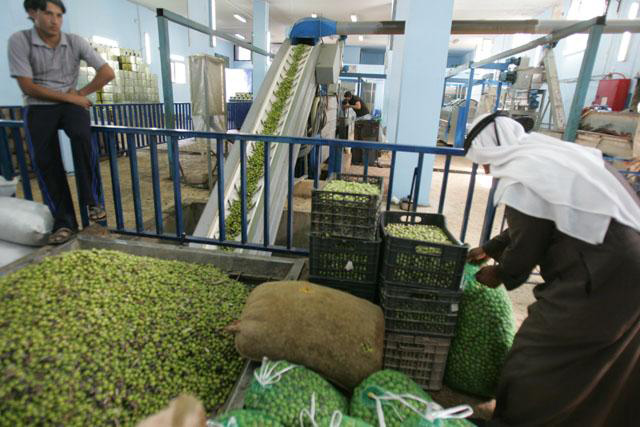 The olive sector, including edible olives and extracted olive oil, is the ‘main source of livelihood’ for over 100,000 families in the Kingdom, according to the Jordanian Farmers Union (JT file photo)