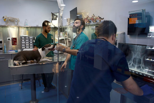 Veterinary staff treat a female pitbull suffering from a herniated disk at Pet Zone, a pet health centre in Amman on October 1, 2019 (AFP photo)