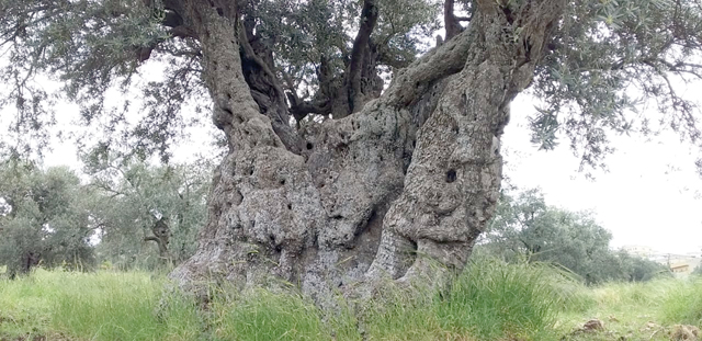 ‘The historical olive cultivar Mehras, from the Maysar area in Hashemiya town of Ajloun, is considered one of the oldest genetic olive genotypes in the Mediterranean region’, according to NARC Director General Nizar Haddad (Photo courtesy of NARC)