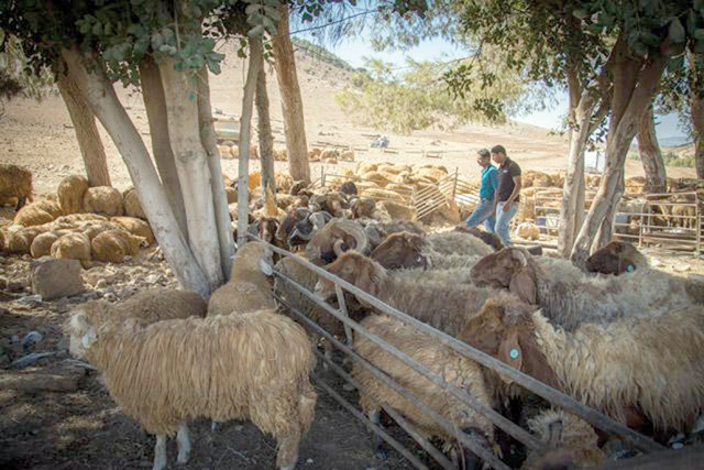 Local livestock breeders anticipate that the decision will increase the prices of imported sheep and decrease the cost of local sheep (File photo)