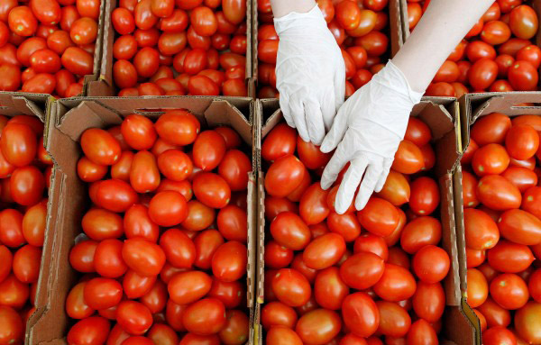 A worker sorts tomatoes at a warehouse of Yuzhny agricultural complex in the town of Ust-Dzheguta, in the republic of Karachaevo-Cherkessia, Russia, on Tuesday (Reuters photo)