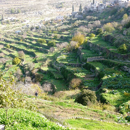 Agricultural terraces of Batir (Photo by Centre for Cultural Heritage Preservation (Wisam Oweineh) via UNESCO)