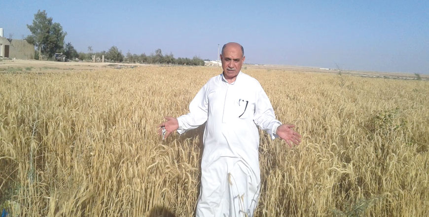 Odeh Turman speaks to The Jordan Times as his sons took photos of him amid the spikes of wheat, ready for harvest, in Al Khalidiyeh, 20km from the centre of Mafraq Governorate, in the east of Jordan (Photo courtesy of Reem Rawashdeh)