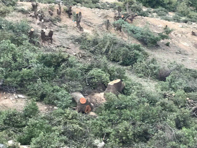 Agriculture Ministry confirmed the felling of oak trees in Bader Al Jadidah district, indicating that the trees were chopped down on private property for the establishment of a private school (Photo courtesy of Jordanian Federation for Environmental NGOs)