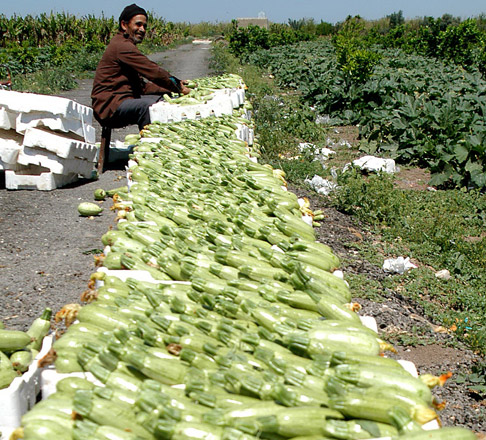 The agricultural sector is ‘gradually dying’ due to the ongoing closure of the Iraqi and Syrian borders with the Kingdom, according to the Jordan Valley Farmers Union  (File photo)