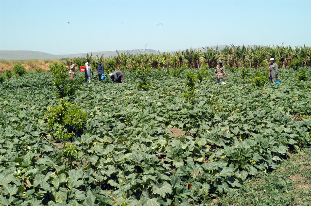 News reports indicated that the ministry of climate change and environment in the UAE had announced a decision to indefinitely ban the import of seven of Jordan’s main vegetable exports as of mid-May (File photo)