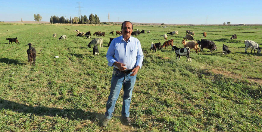 Hamad Thiabat Al Jazi poses for a photo on his land, with cattle behind him (Photo courtesy of Reem Rawashdeh)