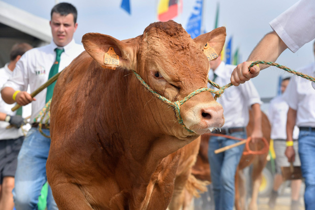 A Limousin breed cow is held by the bridle during the Libramont outdoor agricultural fair in Libramont, Belgium on Friday   (AFP photo)