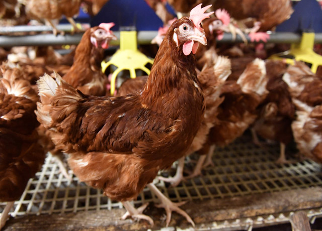Poultry is photographed inside an egg farm in Gaesti, Romania,  on Friday (AFP photo)