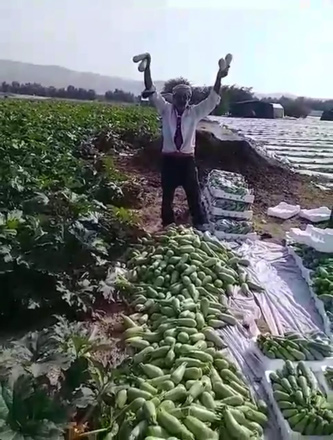 The four-day national lockdown prevented many farmers from selling their produce, according to the Jordan Valley Farmers Union (Petra photo)