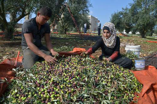 Olive trees cover 72 per cent of the agricultural land in Jordan, according to the Department of Statistics (File photo)