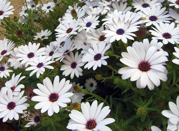 The agreement between the International Labour Organisation and the Government of Australia will work to allow more women and individuals with disabilities to participate in the floricultural sector  (JT file photo)