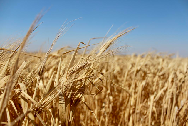   Wheat field in northern Jordan (Photo by Taija PerryCook)