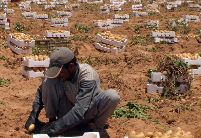   In this undated photo, a worker harvests potatoes in Jordan. Agriculture and Environment Minister Ibrahim Shahahdeh, on Thursday, announced a programme to train 800 Jordanians in various agricultural jobs (JT file photo)