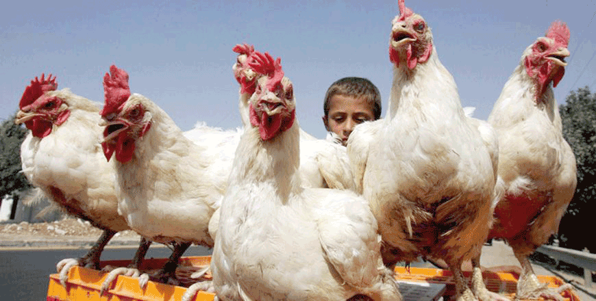 The National Society of Consumer Protection said that it has been receiving complaints from citizens reporting a surge in the prices of poultry products (File photo)