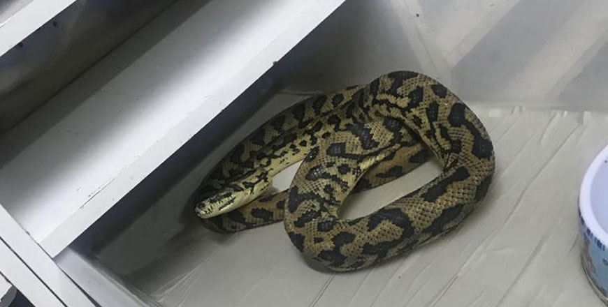 One of around 70 pythons authorities seized during a raid on a farm in Moubes in Balqa Governorate on Thursday (Photo courtesy of the RSCN)