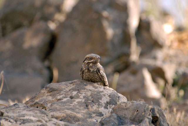 A Nubian Nightjar is seen in this undated photo.  The critically endangered bird has been found nesting in the Fifa Nature Reserve, the Royal Society for the Conservation of Nature announced on Wednesday (Photo courtesy of the RSCN)