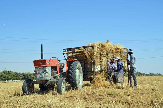 Farmers harvest wheat in Irbid in this undated photo. The Ministry of Industry, Trade and Supply on Saturday said the Kingdom now has a surplus that could cover local consumption for 12 months thanks in large part to horizontal silos (JT file photo)