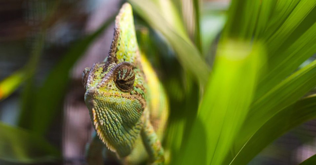 The study found that 90 per cent of traded reptile species are captured from the wild (AFP photo)