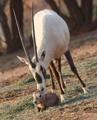 The remarkable comeback of the Arabian Oryx is a testament to Jordan and the Royal family's dedication to wildlife conservation (Photo courtesy of Shaumari Wildlife Reserve)