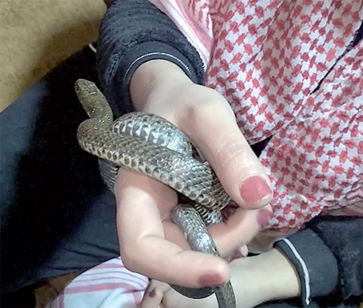 Facing fears and confronting societal norms, 30-year-old Jordanian Hiba Da’ja has become the Kingdom’s first female reptile expert, and is working to become the first community reptile educator in the region (Photo courtesy of Hiba Da’ja)