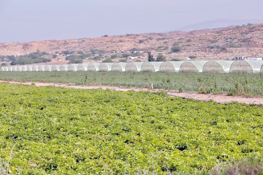 Rising temperatures, and the late arrival of rain, are impacting farmers’ crop yields and are causing a significant increase in production costs  (Photo by Osama Aqarbeh)