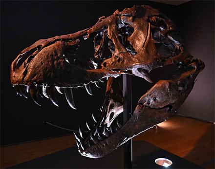 A Tyrannosaurus Rex  skeleton is on display during a press preview at Christie's Rockefeller Centre on September 15, 2020 in New York City (AFP photo)