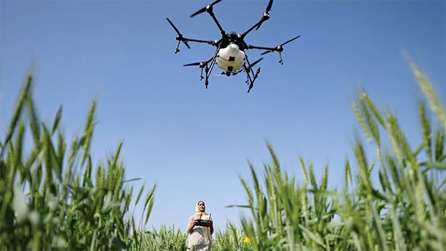 Sharmila Yadav, a remote pilot trained under the ‘Drone Sister’ programme, operates a drone spraying liquid fertiliser over a farm in Pataudi, India (AFP photo)