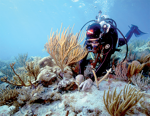 Corals can be attached to reefs piece by piece with cement, zip ties, and nails Photo of Reef Resilience Network (AFP photo)