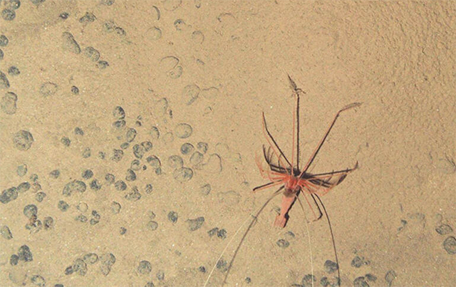 A Bathystylodactylus echinus shrimp photo by an autonomous marine robot during an expedition to the NE Pacific abyss (AFP photo)
