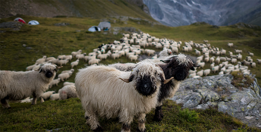  Grazing sheep in Pontimia Pasture in the Swiss Alps during a monitoring programme by OPPAL, a Swiss NGO, to watch livestock against wolf attacks on August 9 (AFP photo by Fabrice Coffrini)