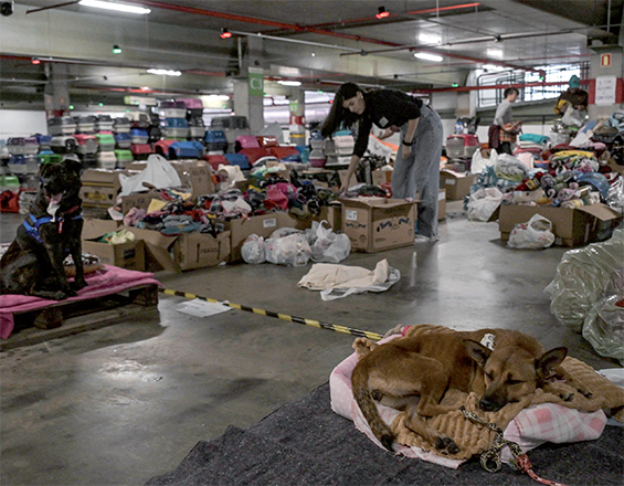 Volunteers take care of dogs at an animal shelter in a shopping mall parking lot in Porto Alegre, Brazil, on Saturday (AFP photo)