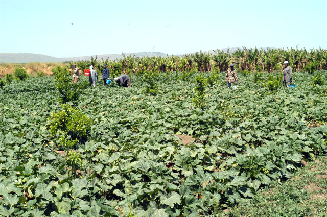 The Agriculture Ministry says it has secured JD650,000 for the two-month training courses it plans to offer under a mega-project to rejuvenate the sector (JT file photo)