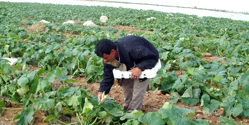 Agricultural sector leaders warn that raising the cost of work permits will harm farmers (JT file photo)