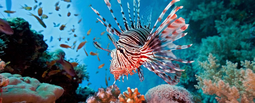 The Aqaba Marine Park is located in the Gulf of Aqaba, a semi-enclosed water basin attached to the semi-enclosed Red Sea (Photo courtesy of the Aqaba Marine Park website)