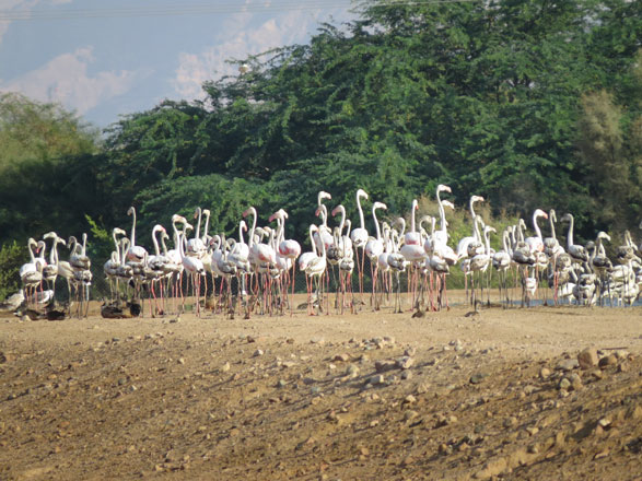 Flamingos stay at the observatory for various periods, ranging from one day to a week or longer (Photo courtesy of ABO)