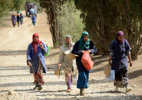 Tunisian women leave after harvesting grapes at a vineyard in the wine-producing region of Grombalia, some 40 kilometres south of the capital Tunis, on Friday (AFP photo)