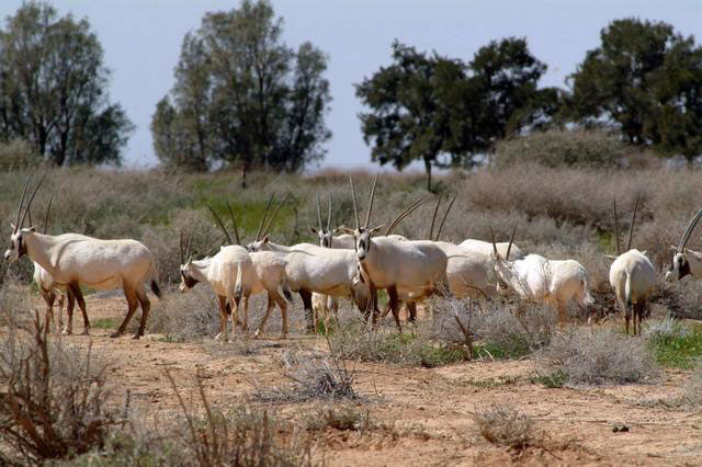 Conservationists say allowing hunters to target endangered animals in Jordan violates local laws and harms the Kingdom's reputation internationally  (Photo courtesy of Royal Society for the Conservation of Nature)